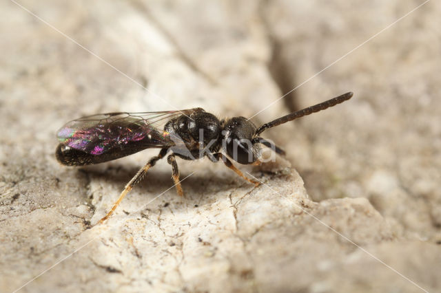 Halfglanzende Groefbij (Lasioglossum semilucens)