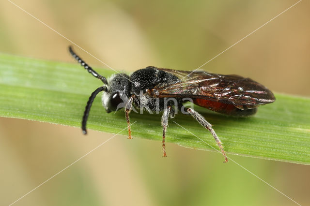 Sphecodes crassanus