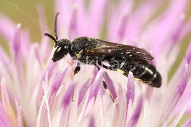 Weidemaskerbij (Hylaeus gibbus)