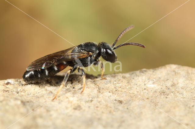 Lasioglossum interruptum