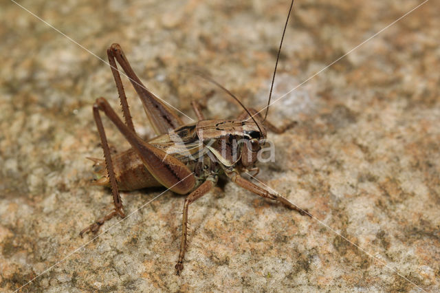 Saussure's Bush-cricket (Metrioptera saussuriana)