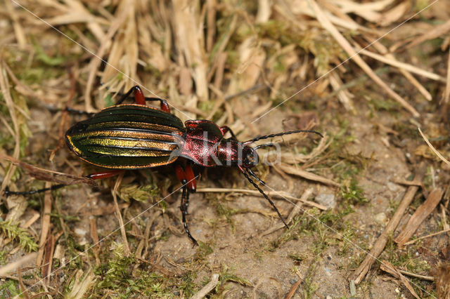 Goudglanzende Schallebijter