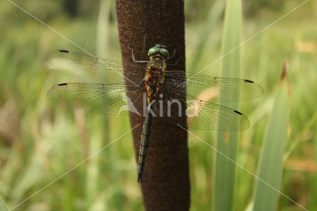 Gevlekte glanslibel (Somatochlora flavomaculata)