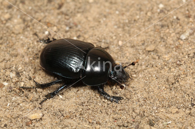 Dung beetle (Geotrupes stercorarius)