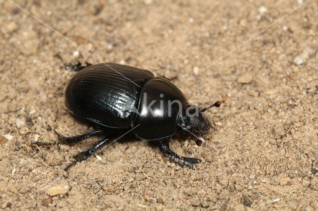 Bosmestkever (Geotrupes stercorarius)