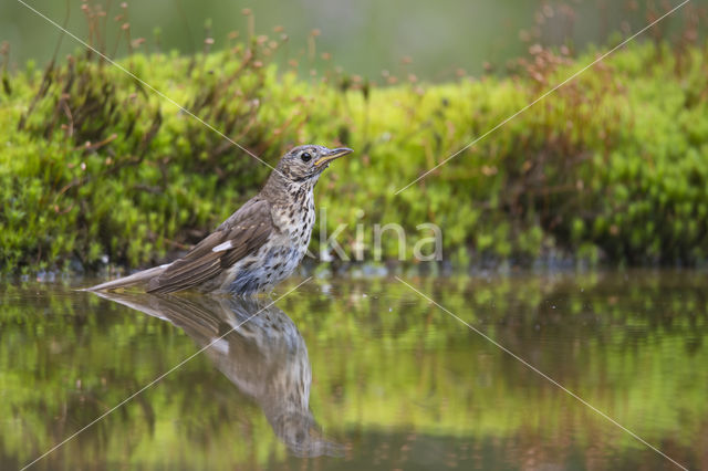 Vink (Fringilla coelebs)