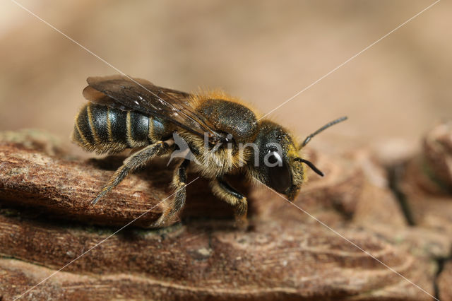 Blauwe metselbij (Osmia caerulescens)