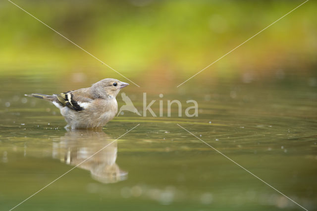 Vink (Fringilla coelebs)