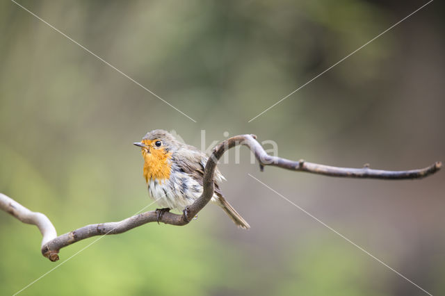 European Robin (Erithacus rubecula)