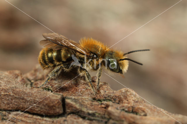 Blauwe metselbij (Osmia caerulescens)