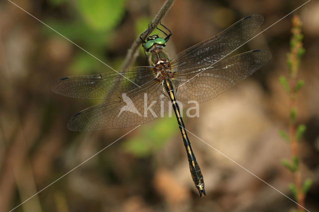 Bronslibel (Oxygastra curtisii)