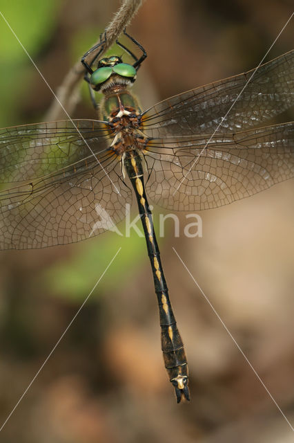 Orange-spotted Emerald (Oxygastra curtisii)
