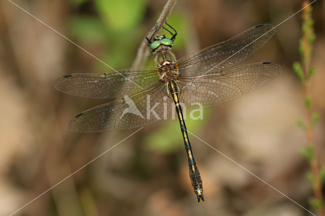 Orange-spotted Emerald (Oxygastra curtisii)