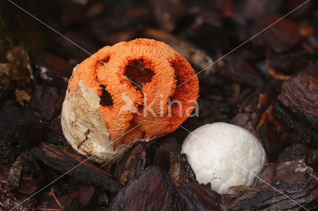 Traliestinkzwam (Clathrus ruber)