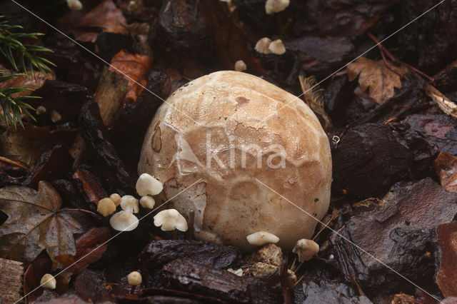 Latticed Stinkhorn (Clathrus ruber)