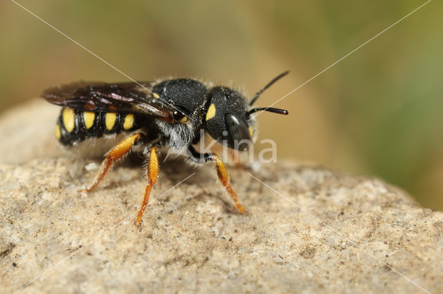 Anthidium lituratum