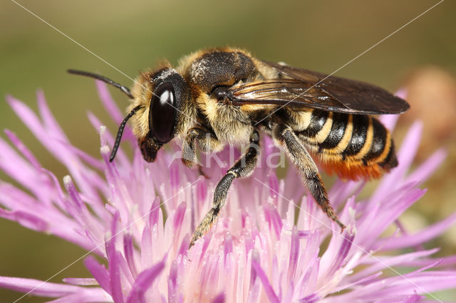 Megachile pilicrus