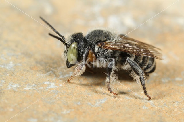 Megachile flabellipes