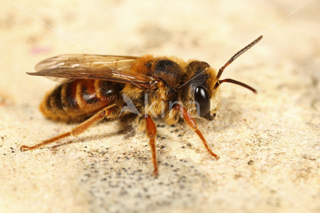 Andrena variabilis