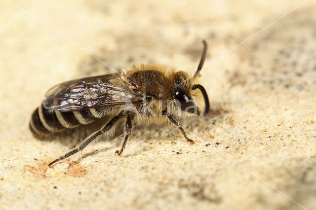 Colletes sierrensis