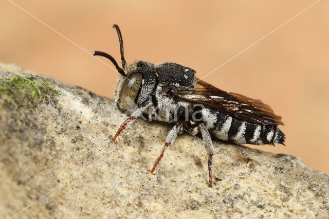 Coelioxys afer