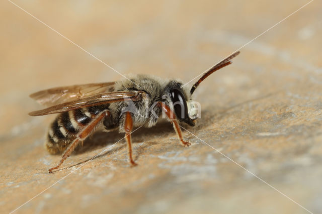 Andrena variabilis