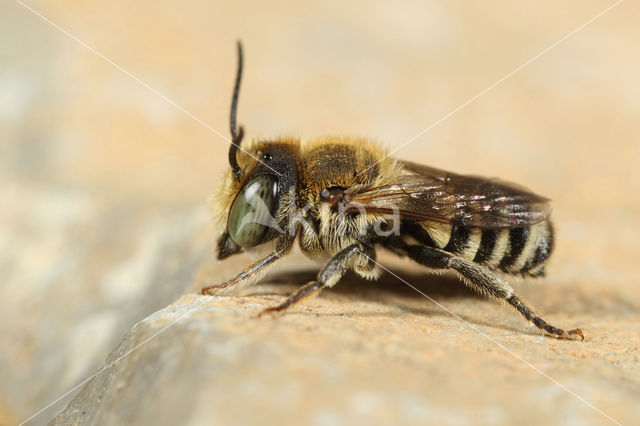 Megachile apicalis
