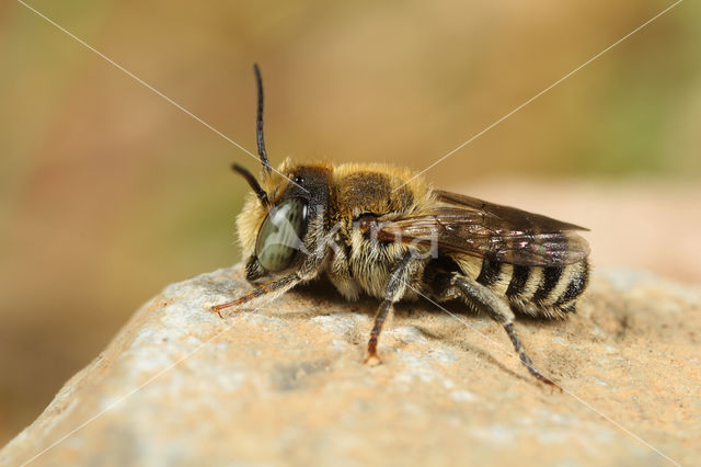 Megachile apicalis