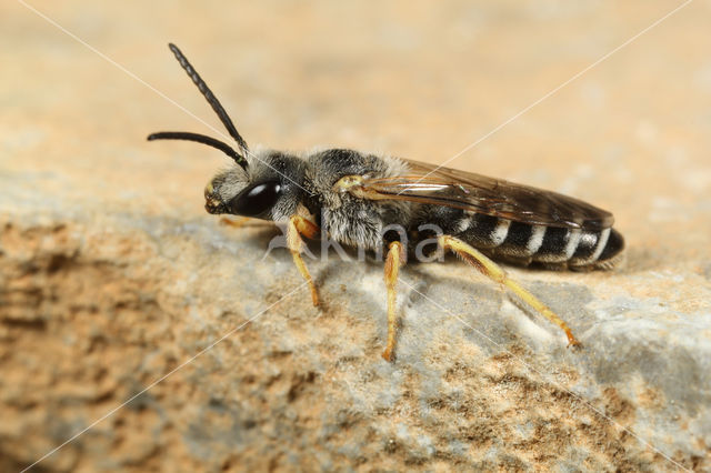 Halictus alfkenellus