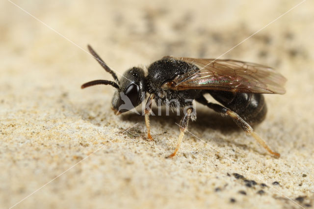 Lasioglossum crassepunctatum