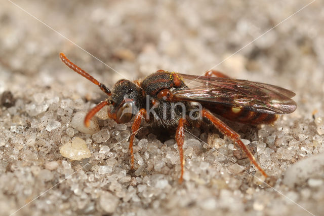 Kleine bleekvlekwespbij (Nomada baccata)