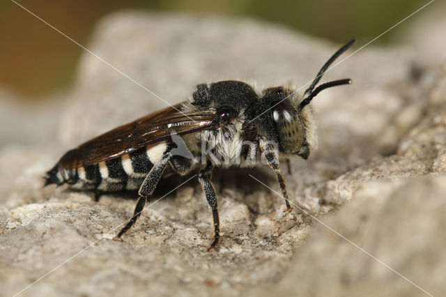 Grote kegelbij (Coelioxys conoidea)