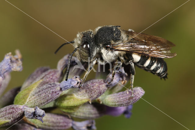 Grote kegelbij (Coelioxys conoidea)