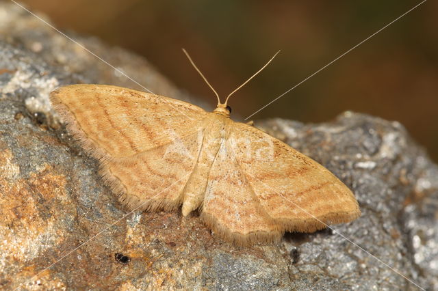 Bright Wave (Idaea ochrata)