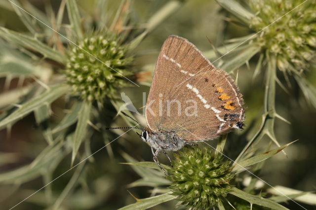 Wegedoornpage (Satyrium spini)