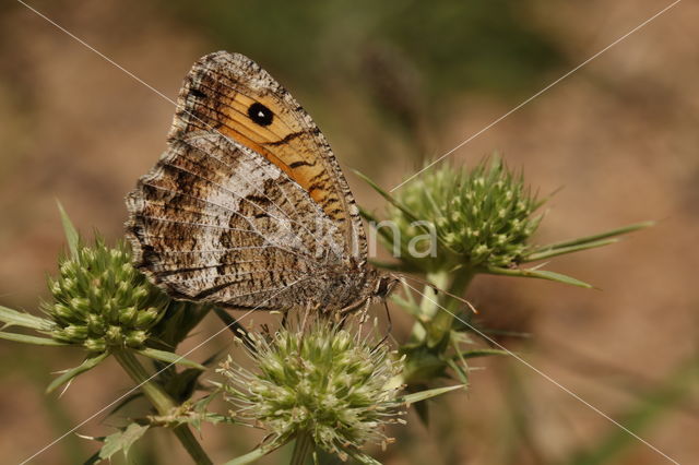 Oranje steppevlinder (Arethusana arethusa)