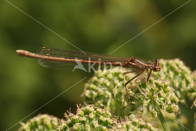 Oranje breedscheenjuffer (Platycnemis acutipennis)