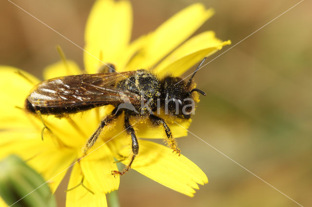 Grote roetbij (Panurgus banksianus)