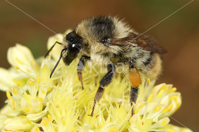 Bombus sylvarum