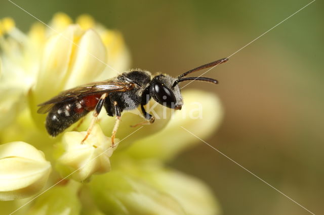 Lasioglossum interruptum