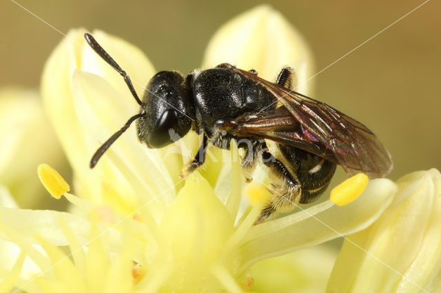 Lasioglossum interruptum