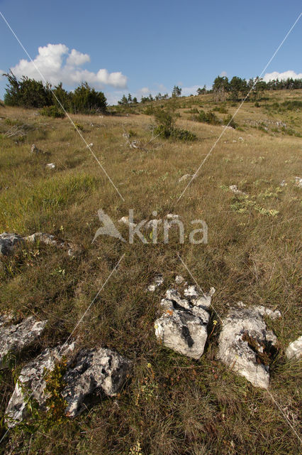 Causse Mejean