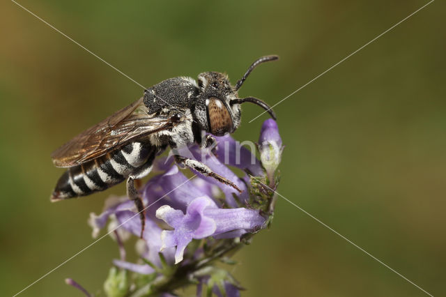 Coelioxys afer