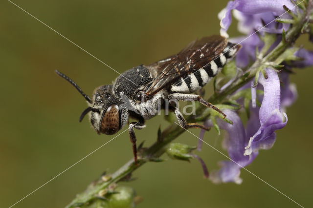 Coelioxys afer