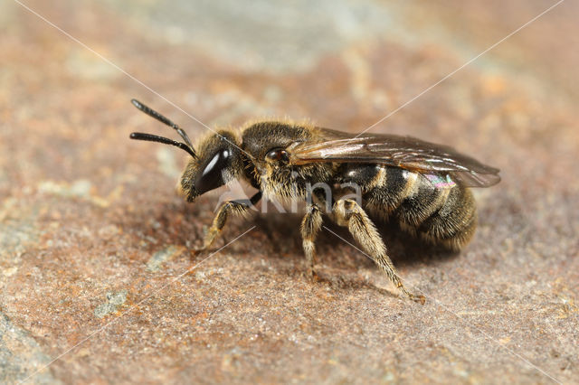 Groepjesgroefbij (Lasioglossum malachurum)