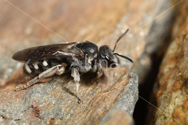 Klokjesgroefbij (Lasioglossum costulatum)