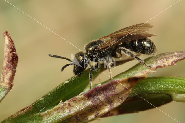 Lasioglossum cupromicans