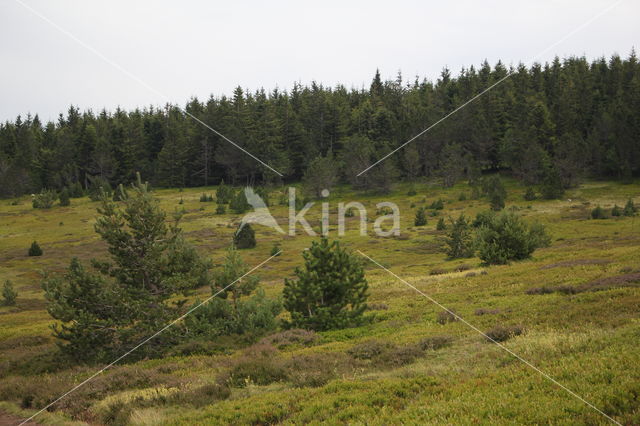 Mont Lozere