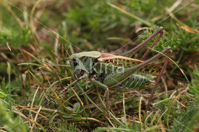 Wart-biter (Decticus verrucivorus)