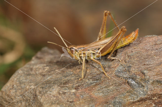 Sharp-tailed Grasshopper (Euchorthippus declivus)